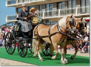 Dubbelspan pony's - Haflingers met Phaeton Tabatire