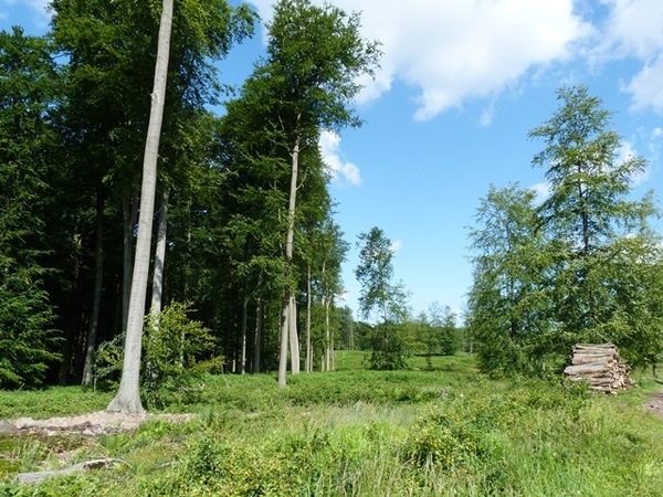 021-Het Kathedralbeukenbos