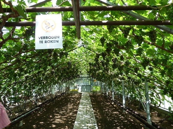 078-Bezoek aan de druivenserren