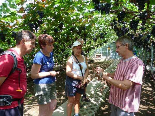 085-Verdorde wijnrank