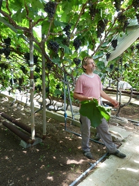 093-Blad van de druivenrank