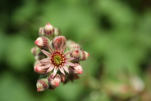 Sempervivum 5