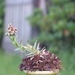 Sempervivum 3