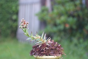 Sempervivum 3