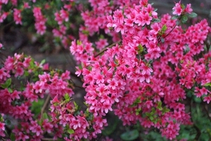 Azalea 3