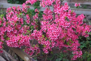 Azalea 4