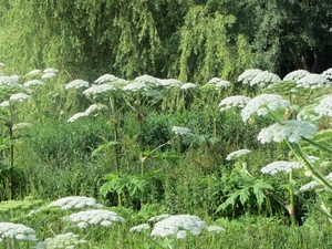 Bussum, 30 juni 2012 012