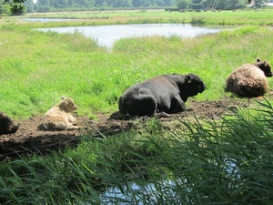 Bussum, 30 juni 2012 016