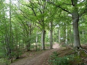 39-Lindenbos
