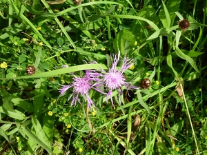 2012-06-30 Buellingen 011