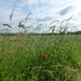 2012-07-01 Holsbeek 006