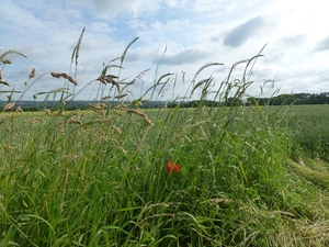 2012-07-01 Holsbeek 006