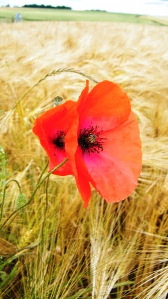 marche Adeps wandeling Falaen Wallonie