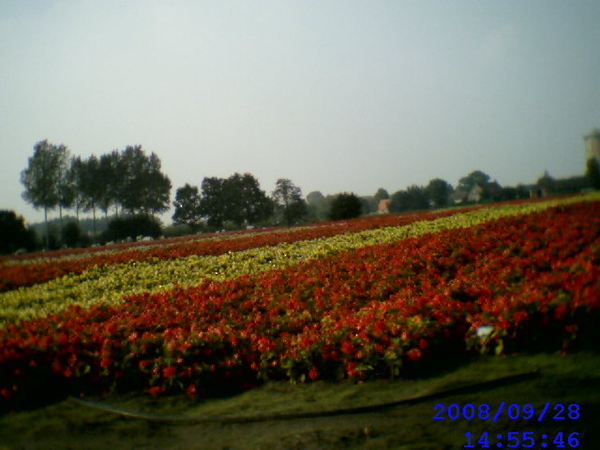 Begonia velden te Laarne
