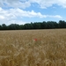 2012-07-01 Wolvertem 015