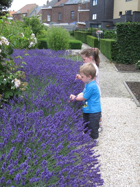 52) Leve de lavendel