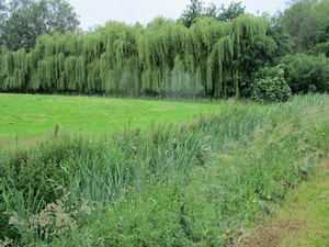 De bomen treuren mee