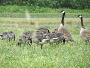 Dieren in hun habitat