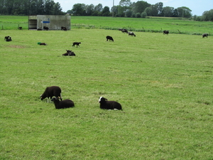 Het zwarte schaap