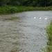 2012-07-08 Denderleeuw 009