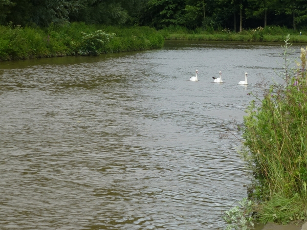 2012-07-08 Denderleeuw 009