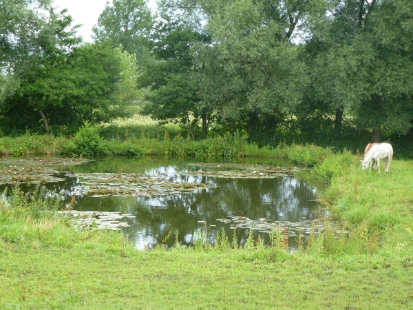 2012-07-08 Denderleeuw 012