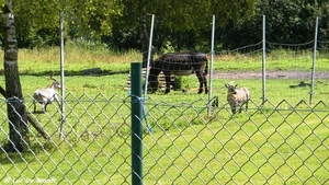 2012_07_09 Denderleeuw 009