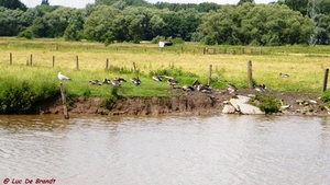 2012_07_09 Denderleeuw 022