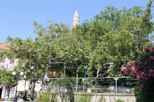 De plataan van Hyppocrates