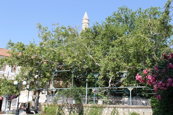 De plataan van Hyppocrates