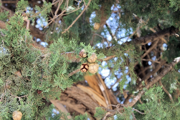 Vrucht van boom in Asclepeon