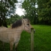 2012-07-10 Erembodegem 009
