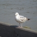 2012-07-11 Nieuwpoort 036