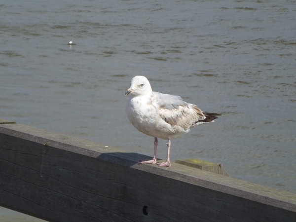 2012-07-11 Nieuwpoort 036