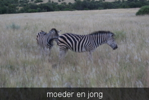 zuid afrika 168