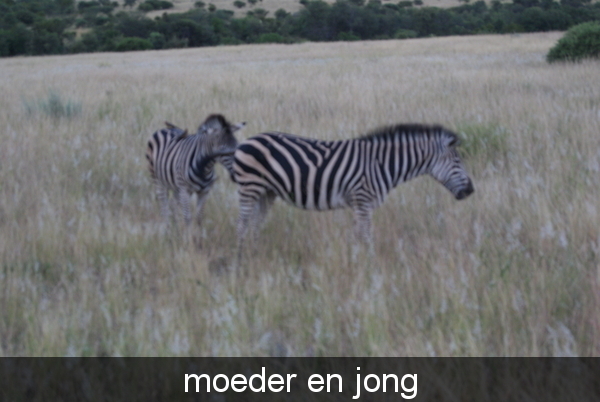 zuid afrika 168