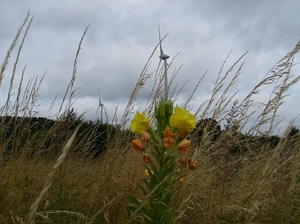 Doornzele Juli 2012 004
