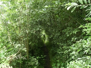 Doornzele Juli 2012 007
