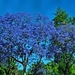 Lissabon (Jacaranda mimosifolia)