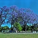 Lissabon (Jacaranda mimosifolia)