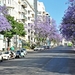 Lissabon (Jacaranda mimosifolia)