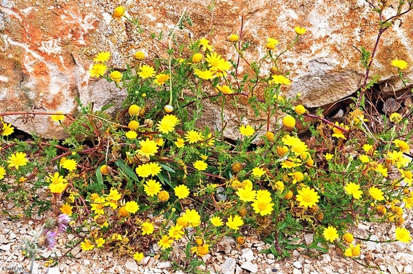 Cabo da Roca