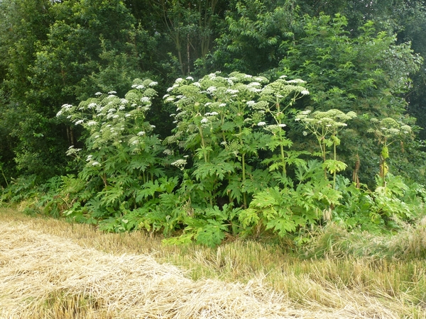 2012-07-13 Grimbergen 018