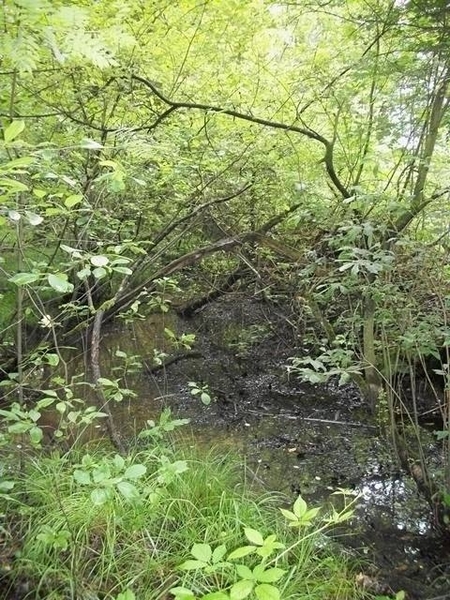 15-Natuurgebied-De Werft