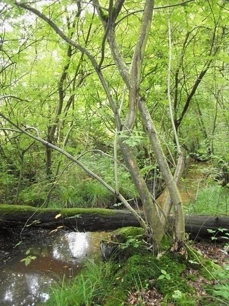 16-Natuurgebied-De Werft