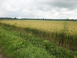 31-