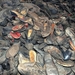Auschwitz, schoenen