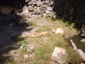 zoo olmen 001