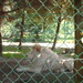 zoo olmen 018