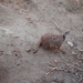 zoo olmen 020